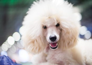 Solana eyes key level as Poodlana presale hits $1.4 million