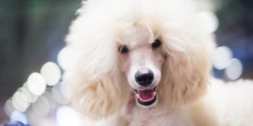 Solana eyes key level as Poodlana presale hits $1.4 million