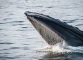 Whales accumulate more Bitcoin after latest pullback