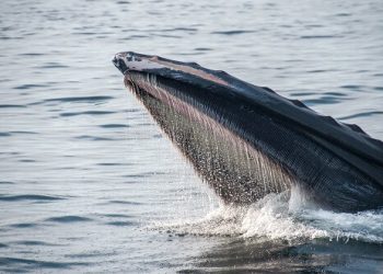 Whales accumulate more Bitcoin after latest pullback