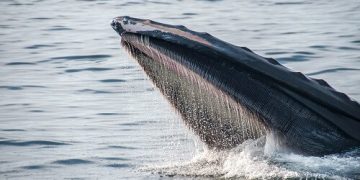 Whales accumulate more Bitcoin after latest pullback