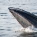 Whales accumulate more Bitcoin after latest pullback