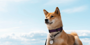 Dogecoin Price Hits New 2024 High