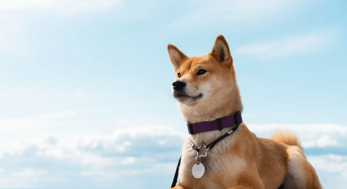 Dogecoin Price Hits New 2024 High