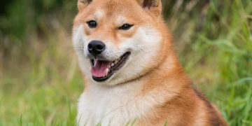 Is A $100 Billion Market Cap Next?