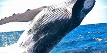 Ripple Whale Activity Zooms to Record High, But Signs of Concerns