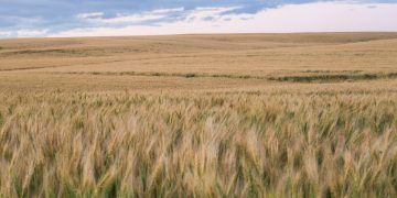 Bitdeer Buys 101 MW Gas Power Plant in Alberta, Canada for Bitcoin Mining