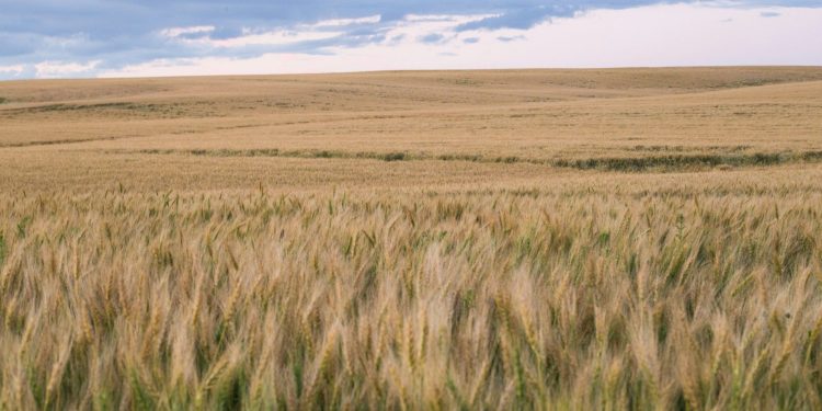 Bitdeer Buys 101 MW Gas Power Plant in Alberta, Canada for Bitcoin Mining