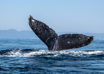 Ether Whale Dumps $22M of ETH After Holding Since 2016