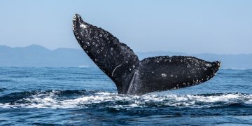 Ether Whale Dumps $22M of ETH After Holding Since 2016