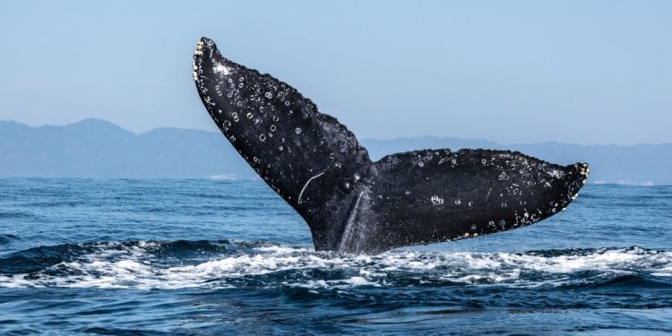 Ether Whale Dumps $22M of ETH After Holding Since 2016