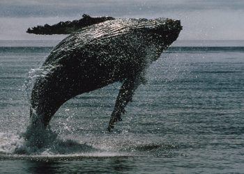 SUI, STX Outperform as BTC Whales Position for Gains