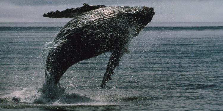 SUI, STX Outperform as BTC Whales Position for Gains