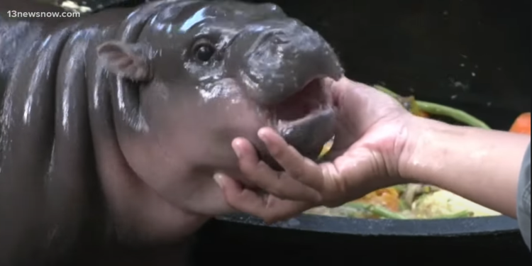 Memecoin Moo Deng, MEW Surges After Robinhood Listing