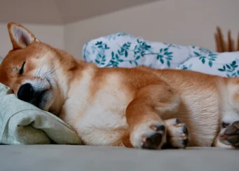 Shiba Inu Might Be ‘Dead And Sleeping’, But Not For Long, Crypto Expert Says