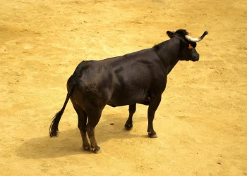 XRP Holders Labeled ‘Uneducated Perma Bulls’ By Veteran Trader