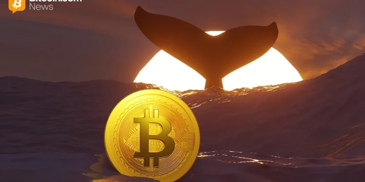TIm Draper’s $250,000 BTC Call, New Whale Data, and More