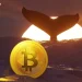 TIm Draper’s $250,000 BTC Call, New Whale Data, and More