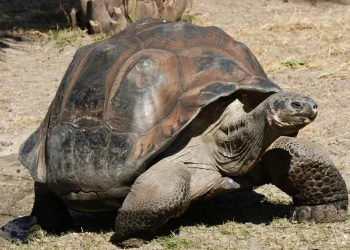 World’s Oldest Tortoise Used in Crypto Scam After Fake Death Post Fools Major News Outlets