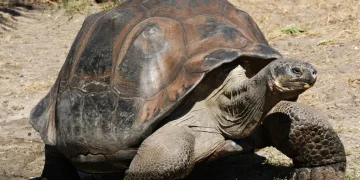 World’s Oldest Tortoise Used in Crypto Scam After Fake Death Post Fools Major News Outlets