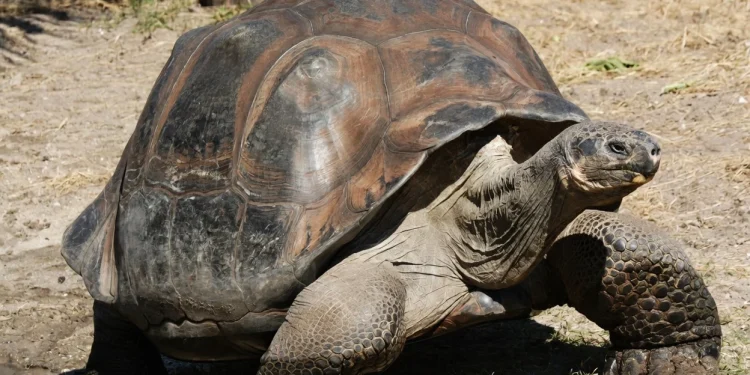 World’s Oldest Tortoise Used in Crypto Scam After Fake Death Post Fools Major News Outlets