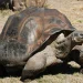 World’s Oldest Tortoise Used in Crypto Scam After Fake Death Post Fools Major News Outlets