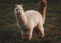 Crypto brokerage firm Alpaca raises $135 million for tokenized stock infrastructure
