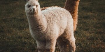 Crypto brokerage firm Alpaca raises $135 million for tokenized stock infrastructure