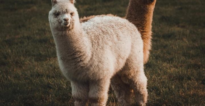 Crypto brokerage firm Alpaca raises $135 million for tokenized stock infrastructure