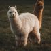 Crypto brokerage firm Alpaca raises $135 million for tokenized stock infrastructure