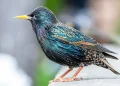 Birds Across Europe Flee Sooner When a Woman Approaches Than a Man, and Scientists Have No Idea Why