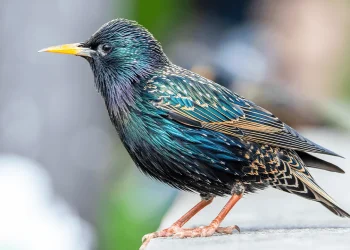 Birds Across Europe Flee Sooner When a Woman Approaches Than a Man, and Scientists Have No Idea Why