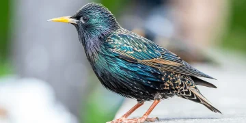 Birds Across Europe Flee Sooner When a Woman Approaches Than a Man, and Scientists Have No Idea Why