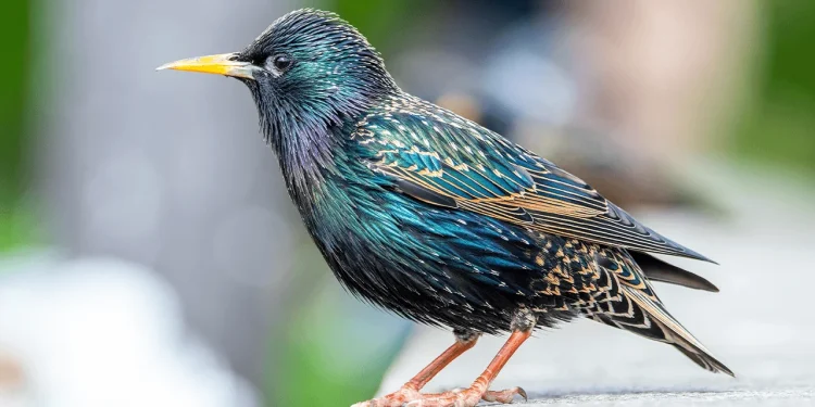Birds Across Europe Flee Sooner When a Woman Approaches Than a Man, and Scientists Have No Idea Why