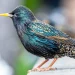 Birds Across Europe Flee Sooner When a Woman Approaches Than a Man, and Scientists Have No Idea Why